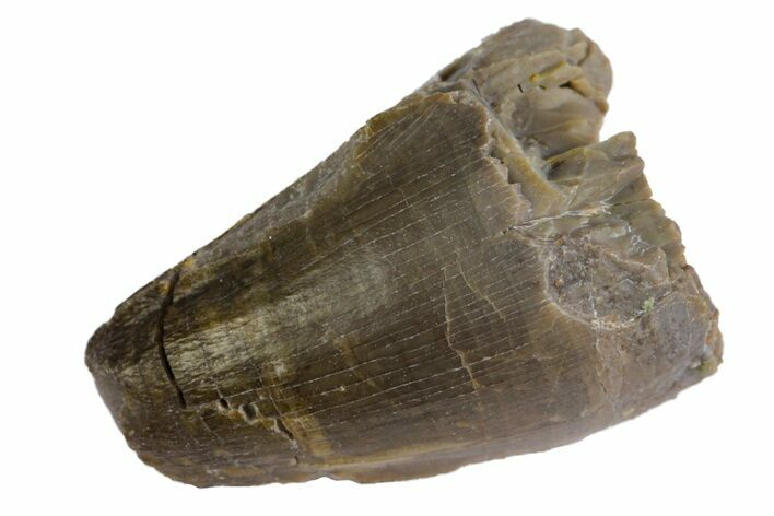 Jurassic Crocodile (Goniopholis?) Tooth - Colorado #162486